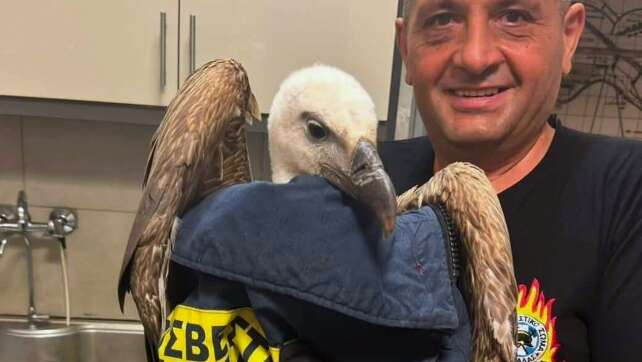 Gänsegeier hindert Kreta-Flieger am Abheben