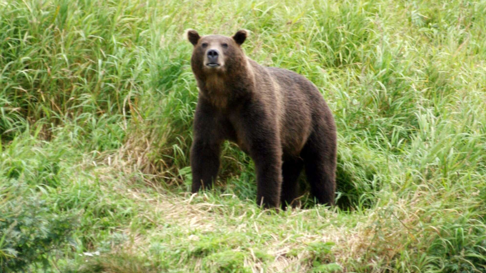 Kamtschatka-Braunbär