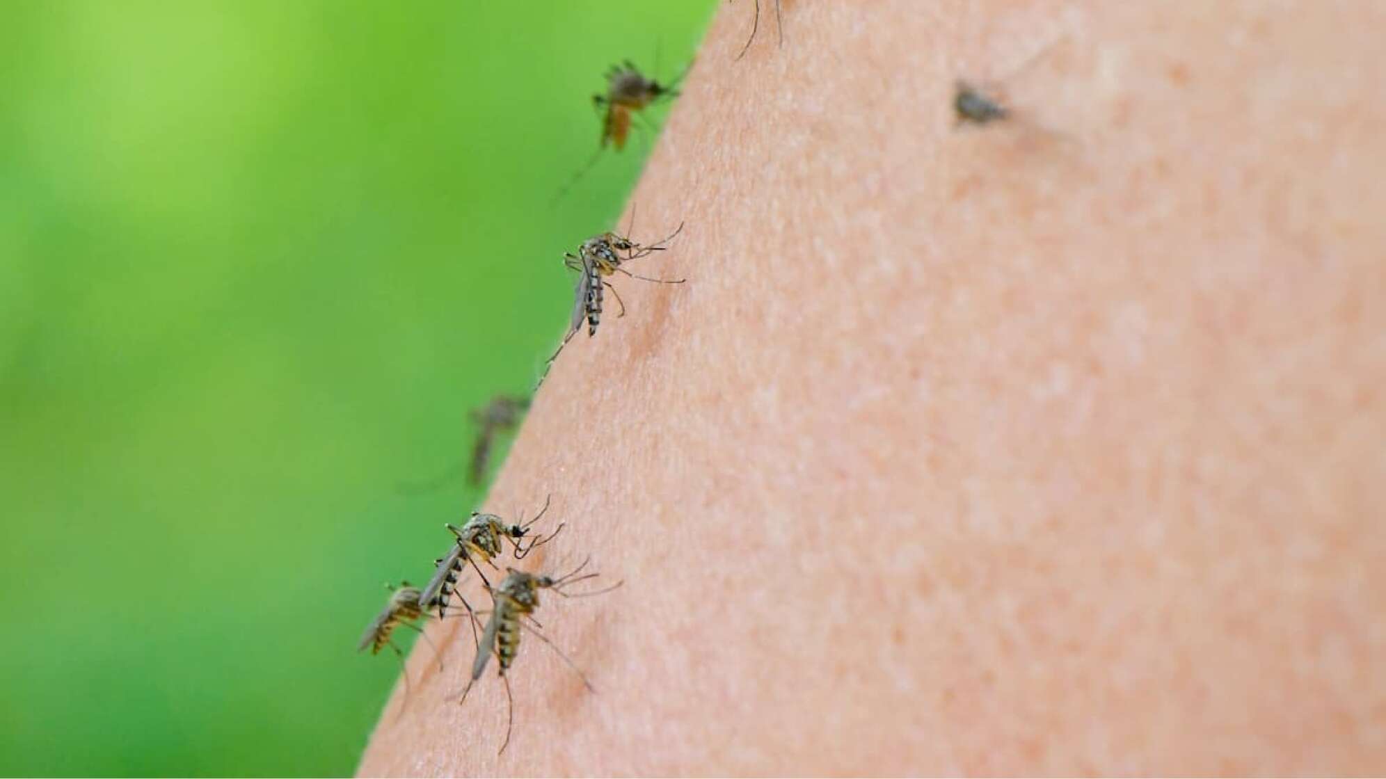 mehrere Mücken auf der Haut