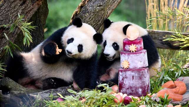Berliner Panda-Zwillinge feiern 2. Geburtstag