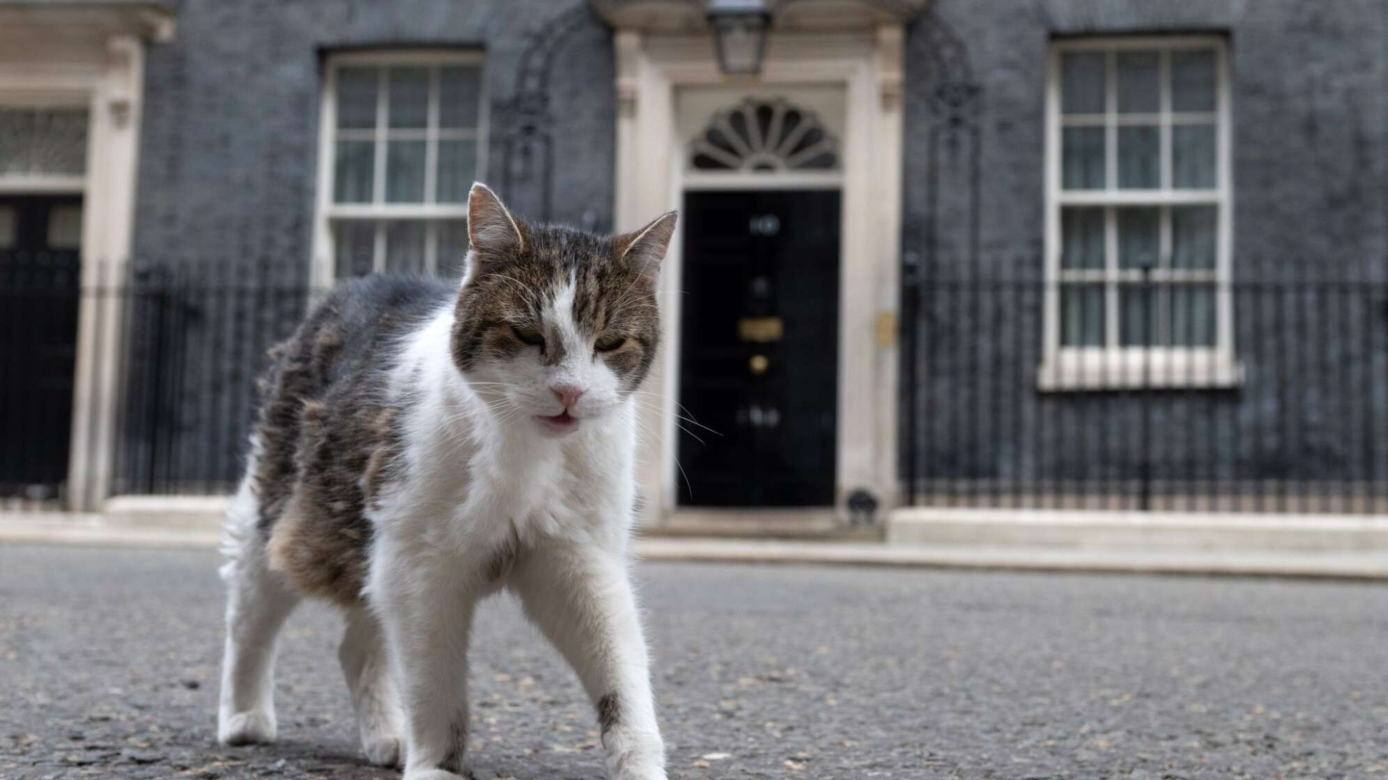 Kater Larry in der Downing Street 10