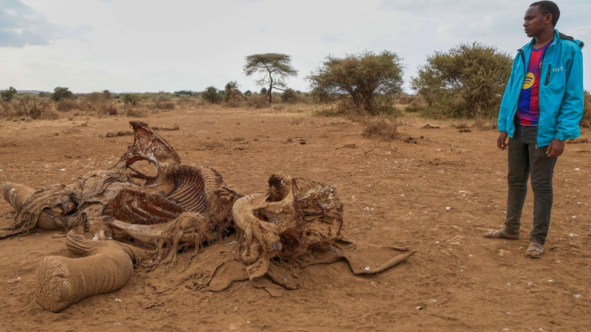 Elefanten in kenianischen Nationalpark an Vergiftung gestorben