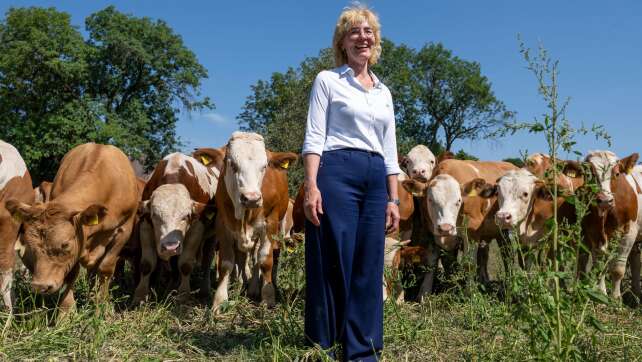 Vom Kalb zum Wiesn-Star: Ochsen fürs Oktoberfest