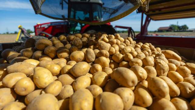 So fällt die bayerische Kartoffelernte aus