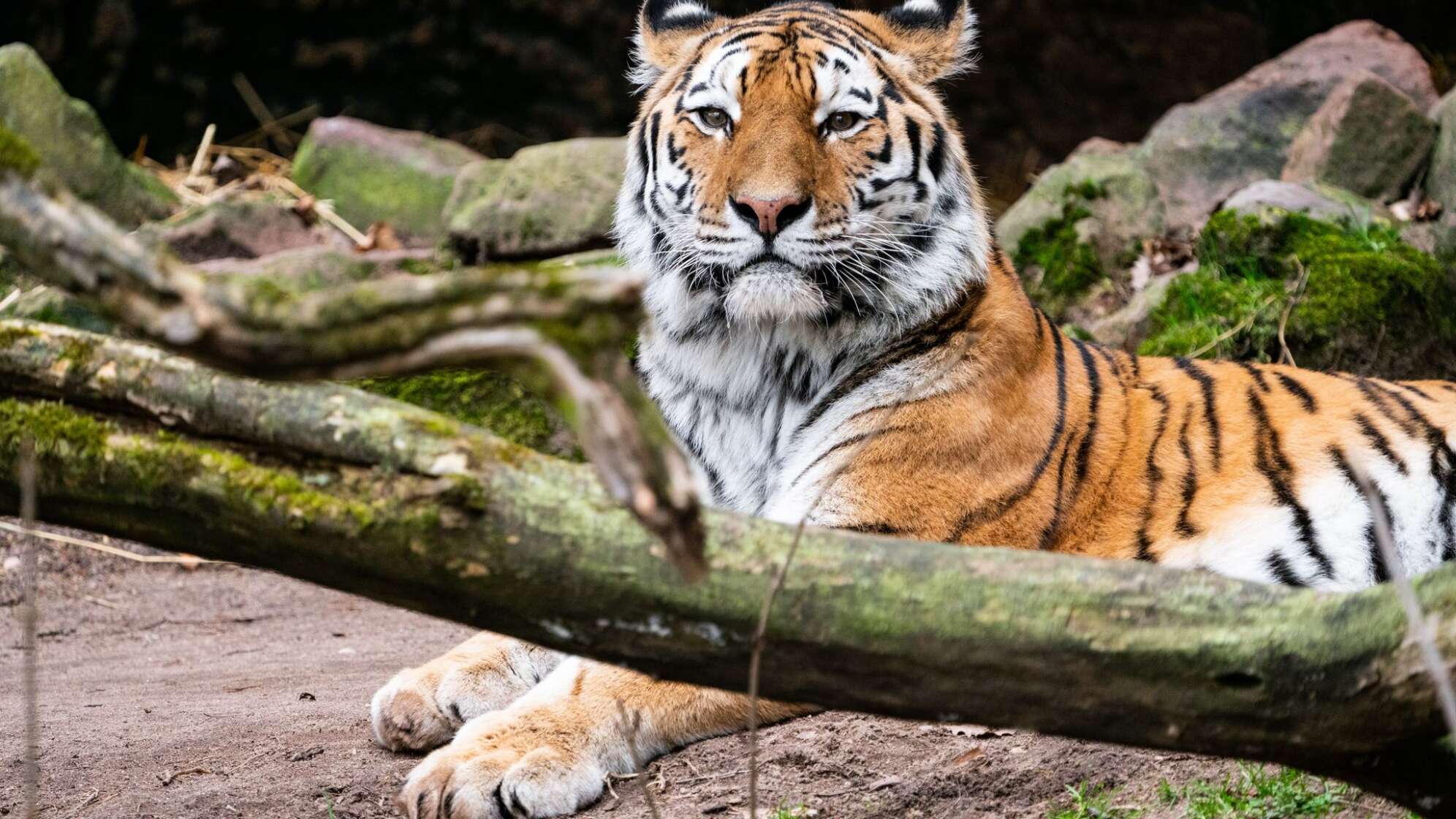 Tiger Manu