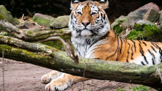 Sibirischer Tiger aus Nürnberg zieht in Landauer Zoo ein