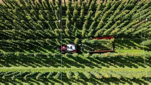 Sinkender Bierkonsum und Hitze: Hopfenpflanzer in Dauerkrise