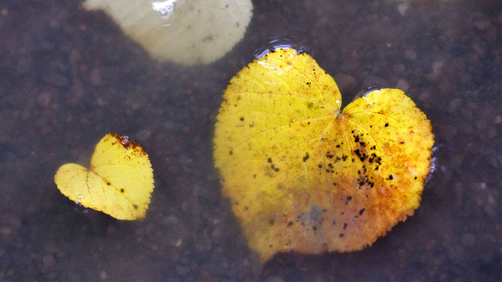 Herbst
