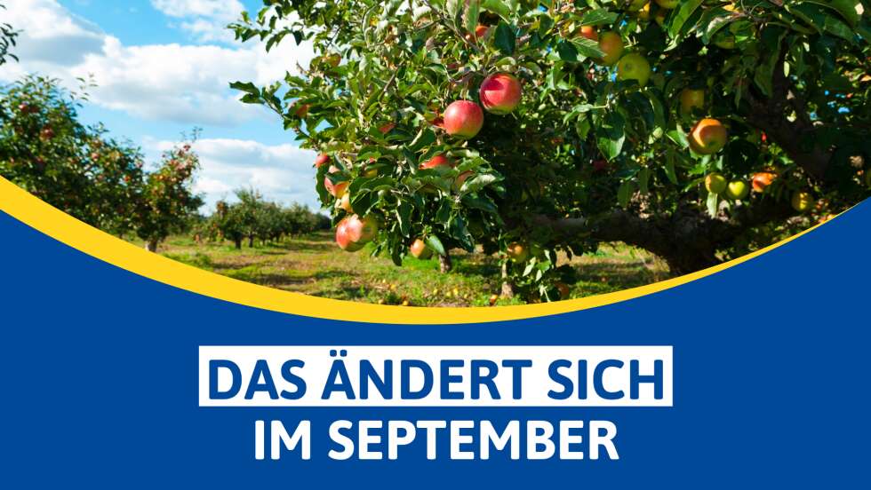 Das ändert sich im September 2026: Die wichtigsten Neuerungen für Bayern