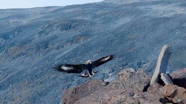 Steinadler greift Drohne an - Absturz