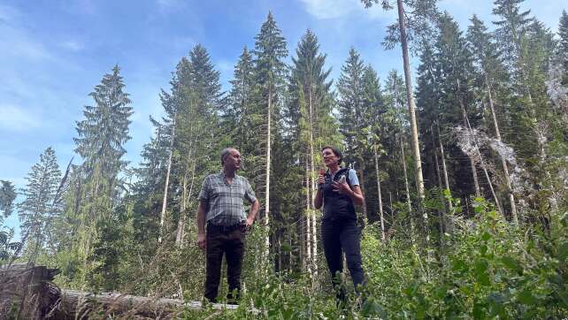 Geringe Borkenkäfer-Schäden im Bayerischen Wald