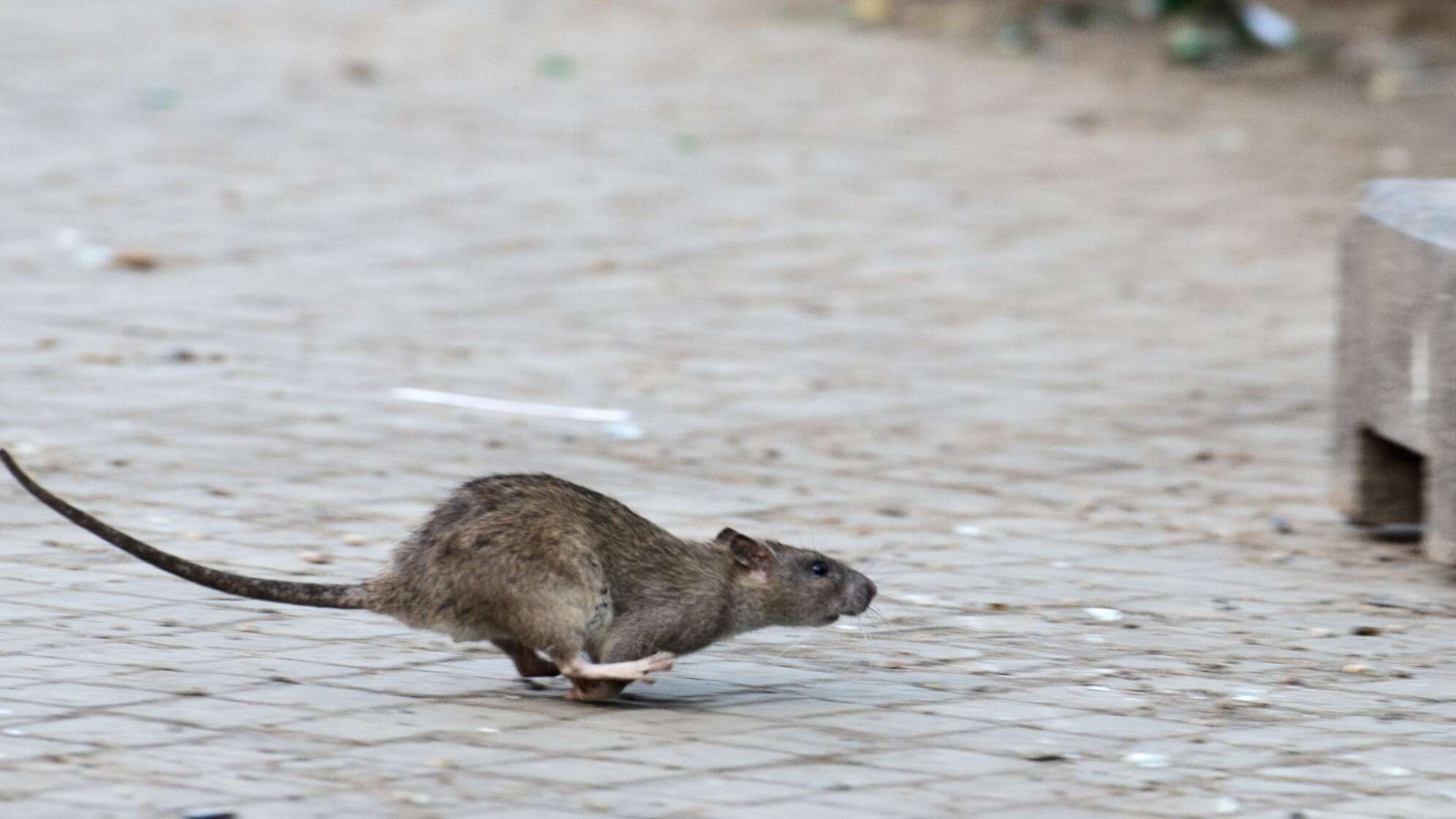 Ratte in New York.