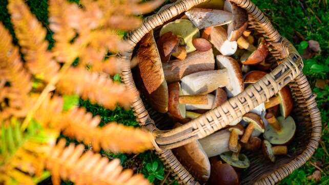 Pilzsaison in Bayern beginnt mager