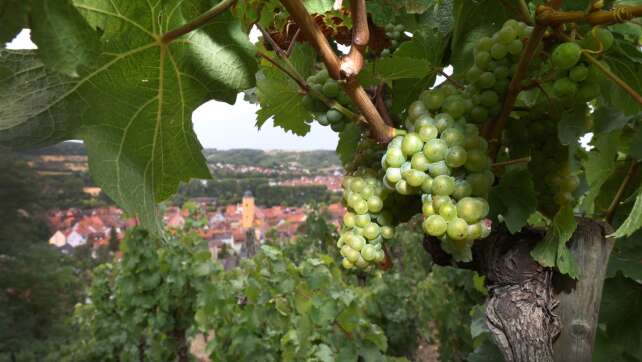 Umplanen im Winzerland – Oliven statt Wein?
