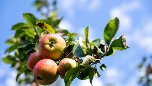 Weniger fränkische Äpfel - aber wohlschmeckend