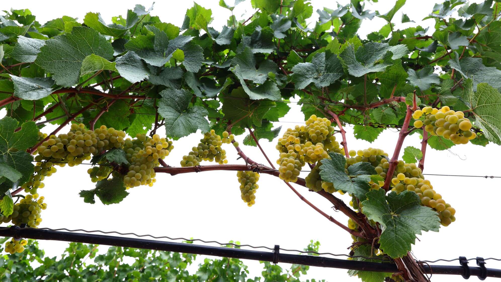 Frankenwein