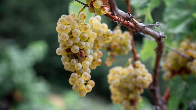 Früher Start, gute Qualität – Weinlese in Franken beginnt