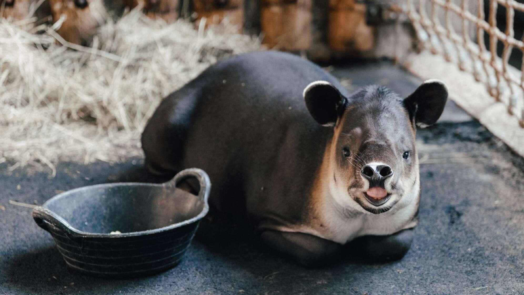 Mittelamerikanischer Tapir
