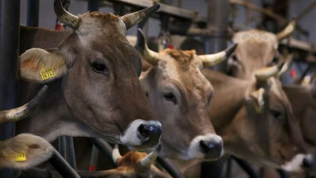Fieber, weniger Milch - Rinder von Shamonda-Virus betroffen