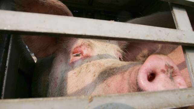 160 Schweine müssen auf Autobahn umsteigen