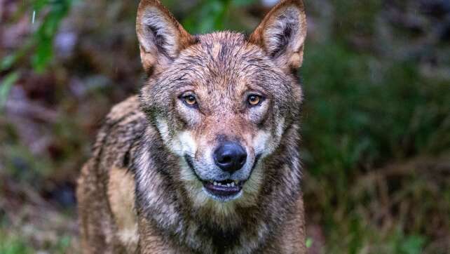 Landkreise machen Jagd auf Wölfe - Kritik von Naturschützern