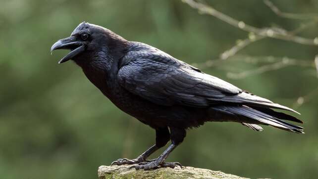 Wahl zum «Vogel des Jahres» beginnt – was bringt die Kür?