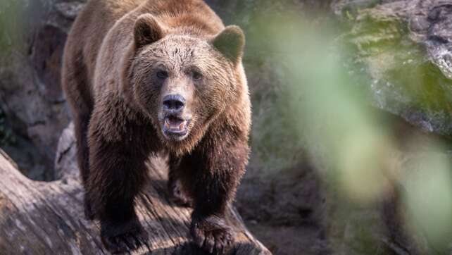 Wanderer setzt Notruf ab: Hirsch mit Bär verwechselt