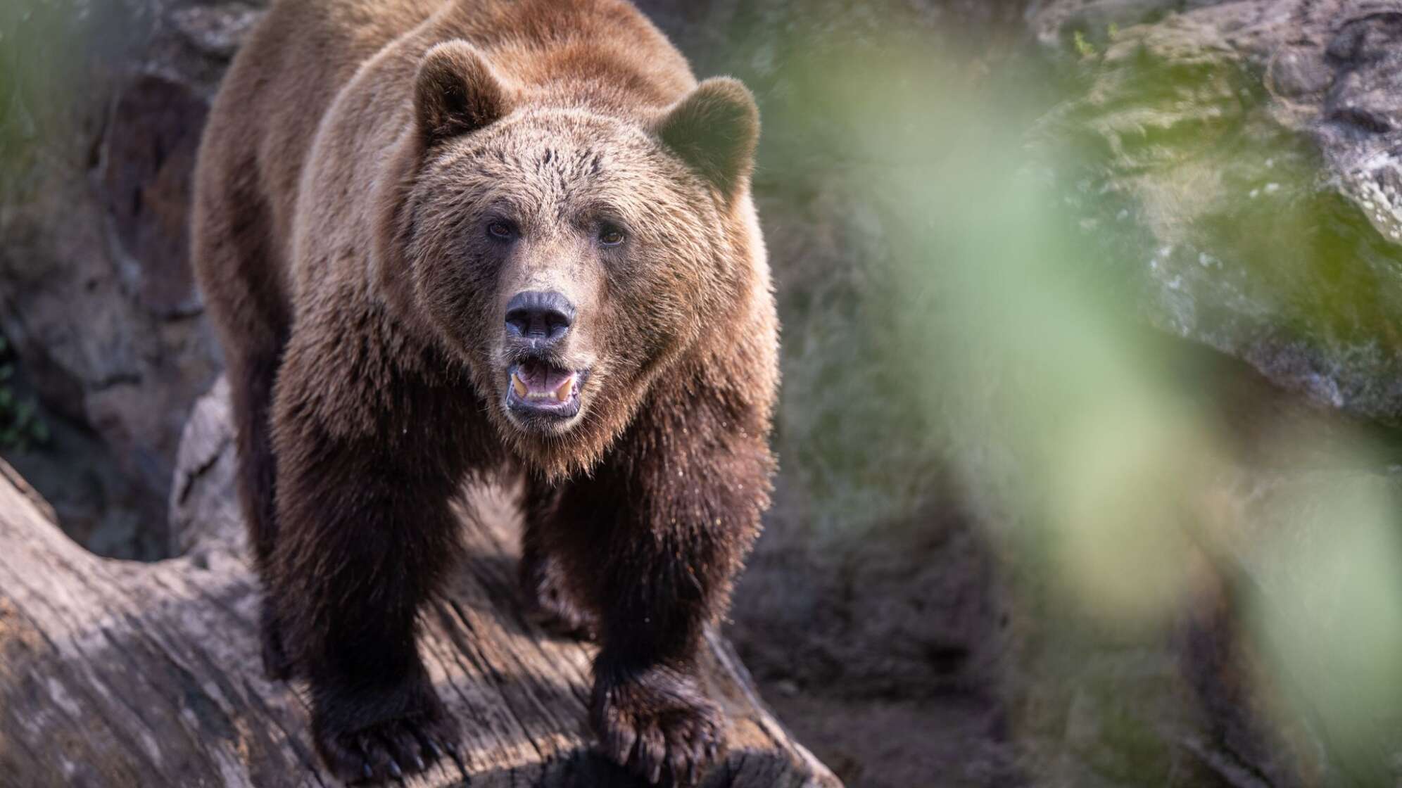 Braunbär (Symbolbild / Illustration)