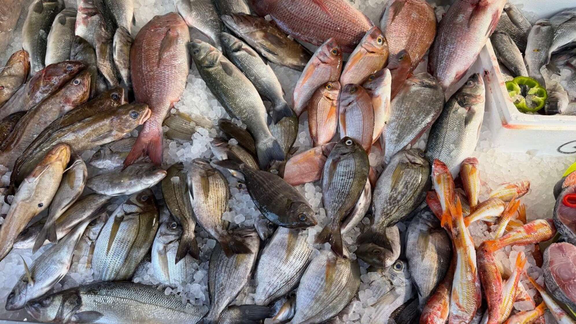 Frischer Fisch in Griechenland