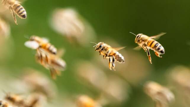 Allergischer Schock nach Bienenstich sorgt für Unfall