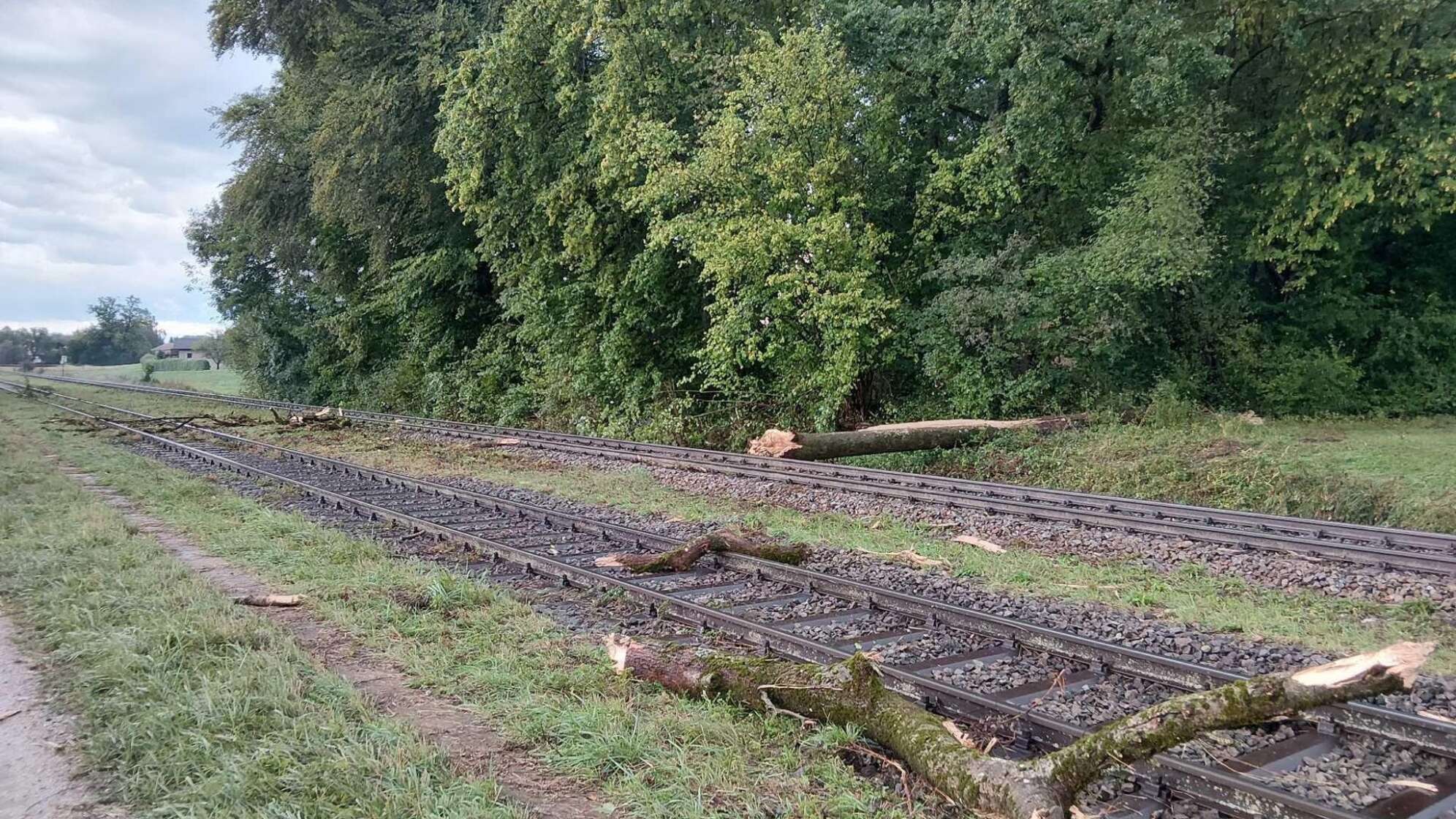 Personenzug kollidiert mit umgestürztem Baum