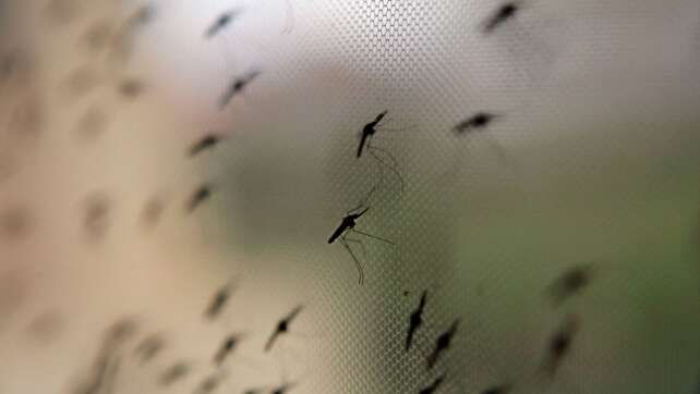Mediziner: Malaria-Fälle nahe Flughäfen werden zunehmen