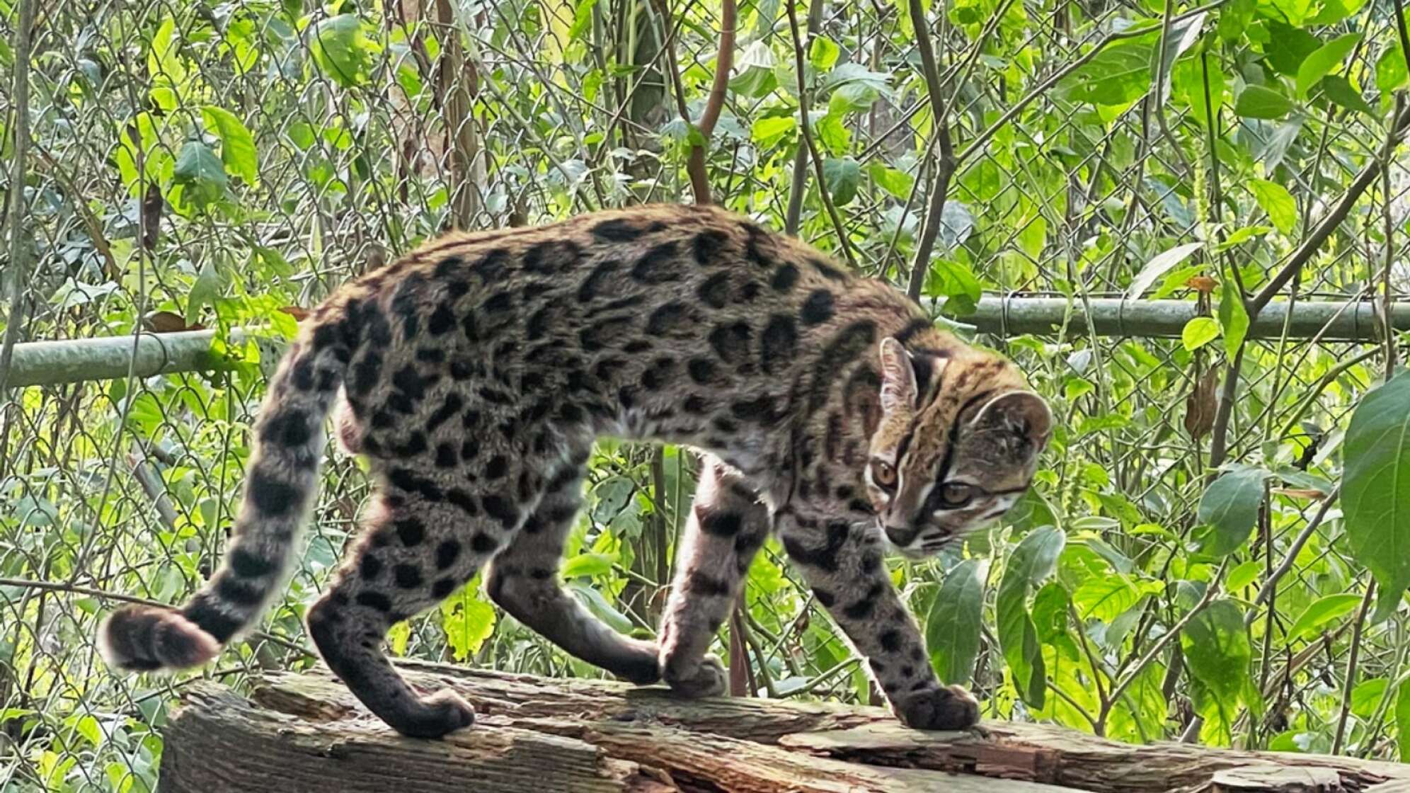 Neue Katzenart in Bolivien entdeckt