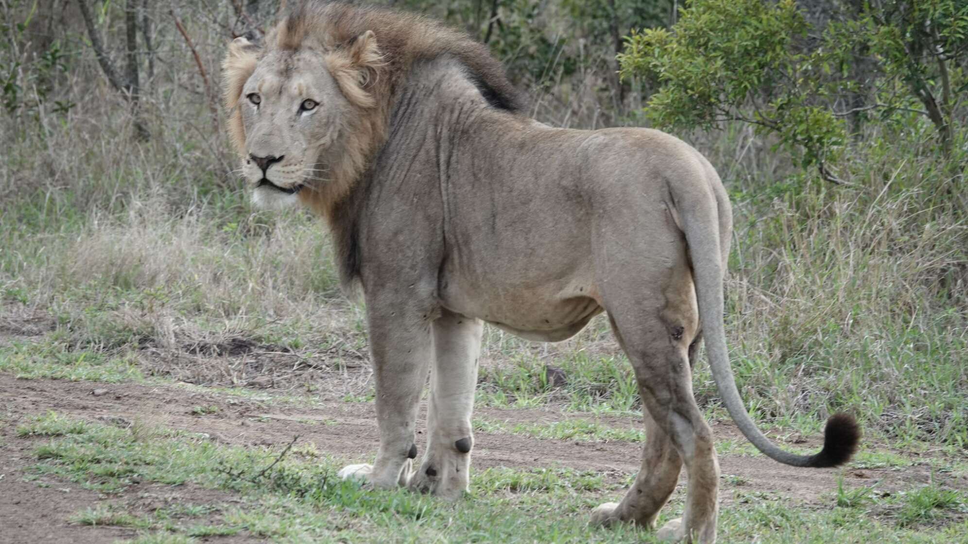 Löwe in Afrika