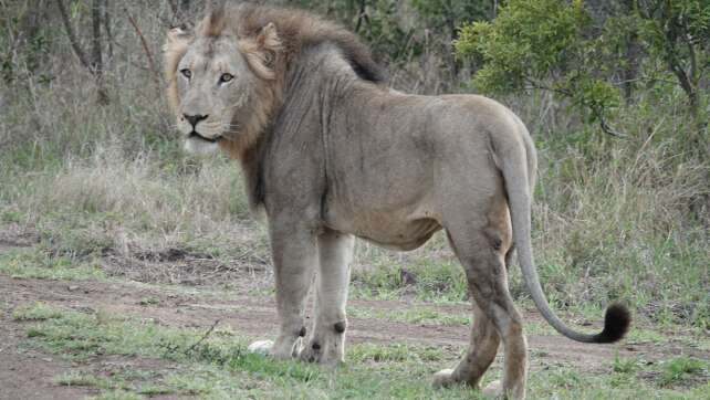 Zehn Löwen in Safari-Gebiet in Tansania getötet