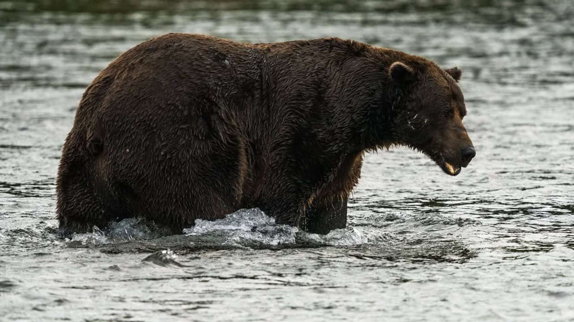 «Fat Bear»-Wahl in Alaska
