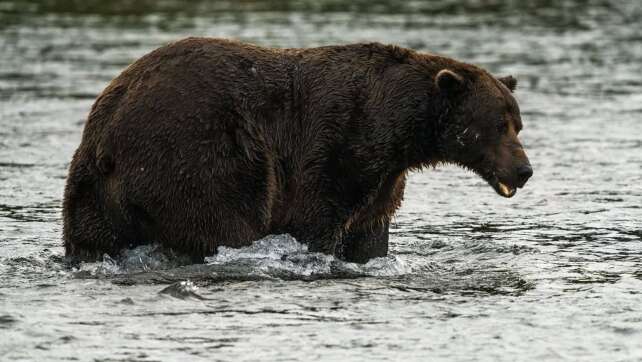 «Fat Bear»-Wettbewerb in Alaska: «Chunk» wieder im Rennen