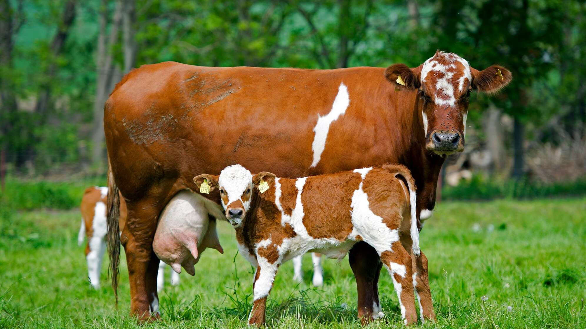 Milchkühe und Kälber