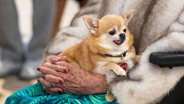 Aus Trauer ums Frauchen? Hund von Prinzessin Astrid tot