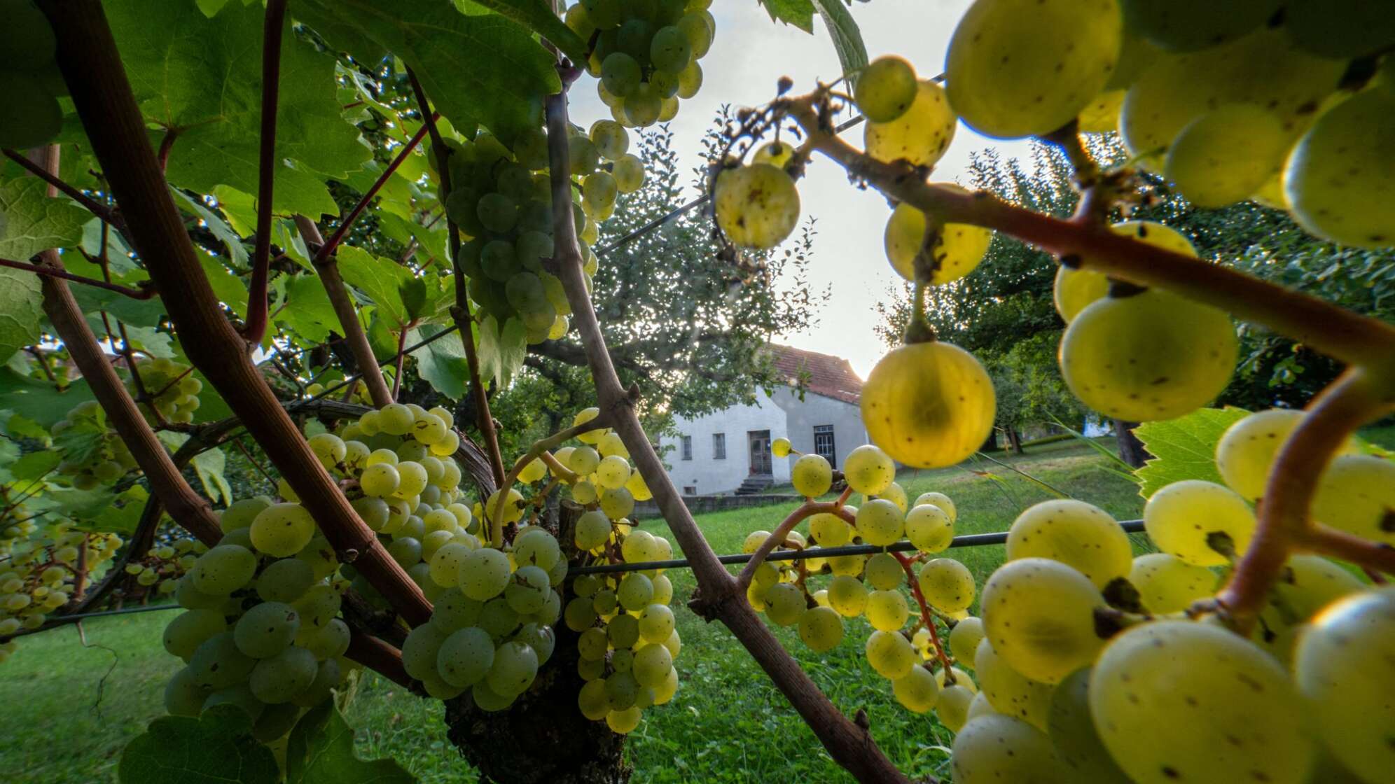Weinlese in Bayern