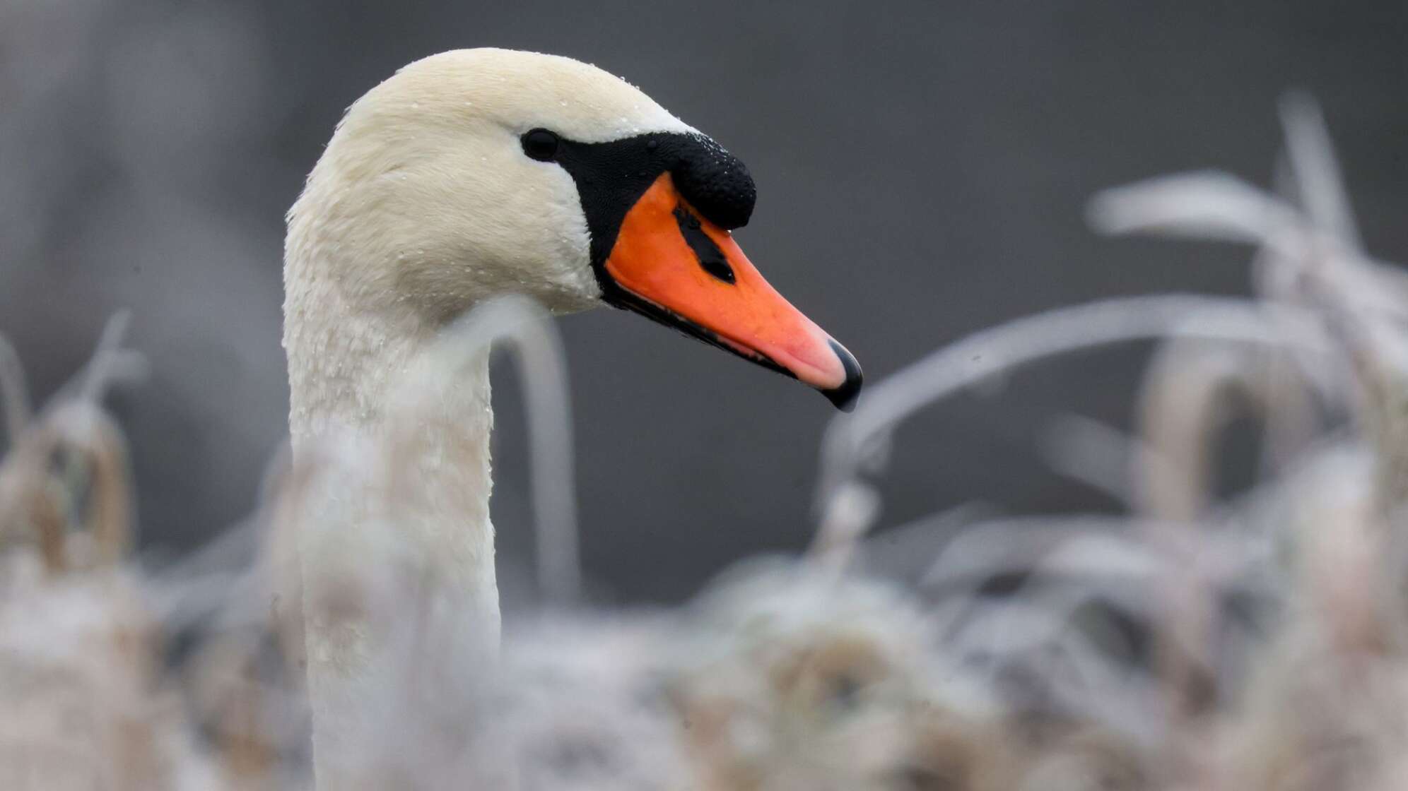 Schwan