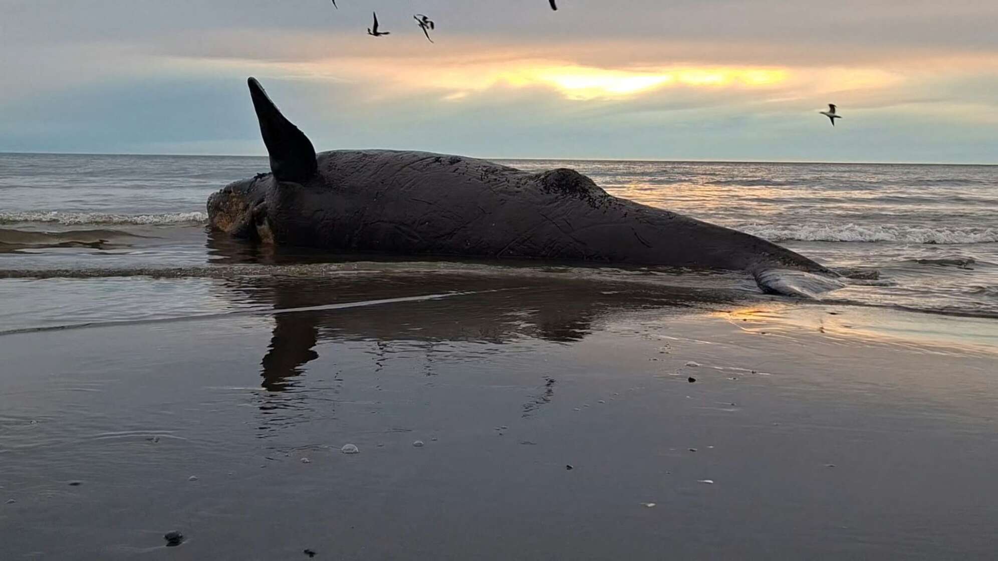 Dutzende toter Jungwale in Patagonien an Land gespült