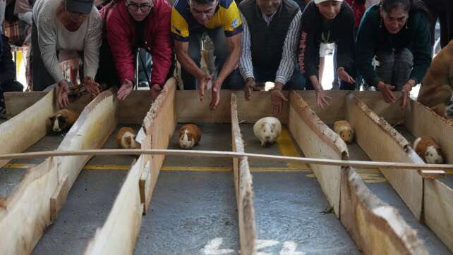 Stadtjubiläum mit Meerschweinchenrennen in Ecuador