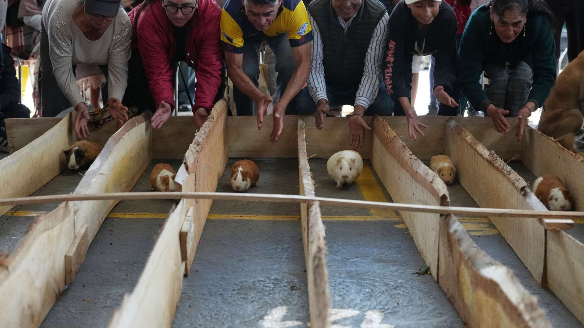 Meerschweinchenrennen in Ecuador