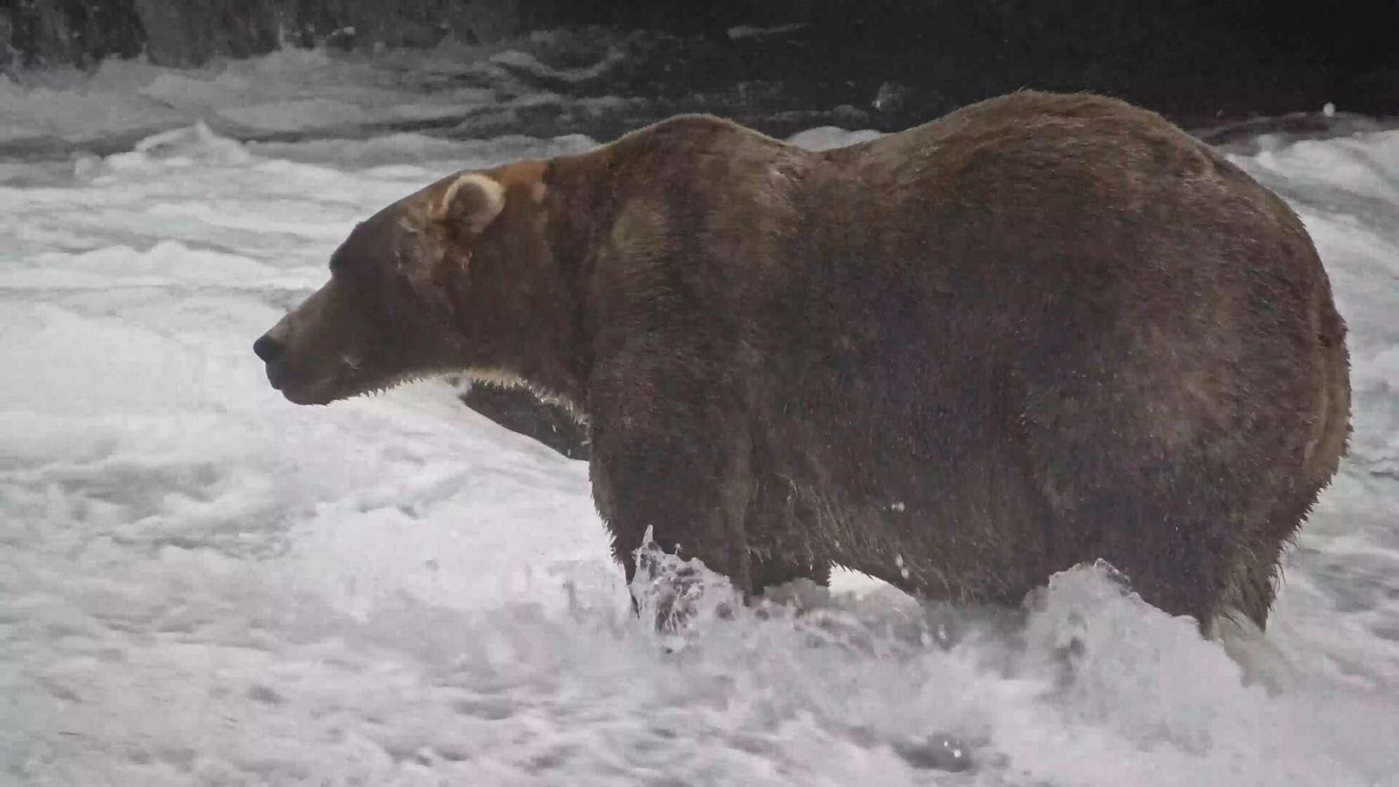 «Fat Bear»-Wahl in Alaska