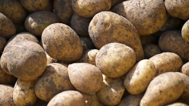 Kartoffelernte in Bayern fällt schlecht aus
