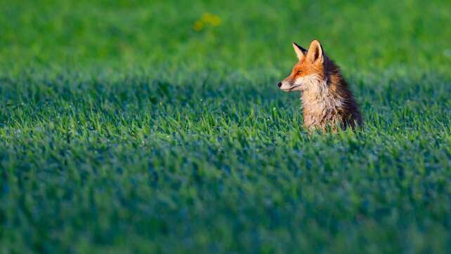 Hilfeschreie im Wald? Polizei findet Fuchs statt Mensch