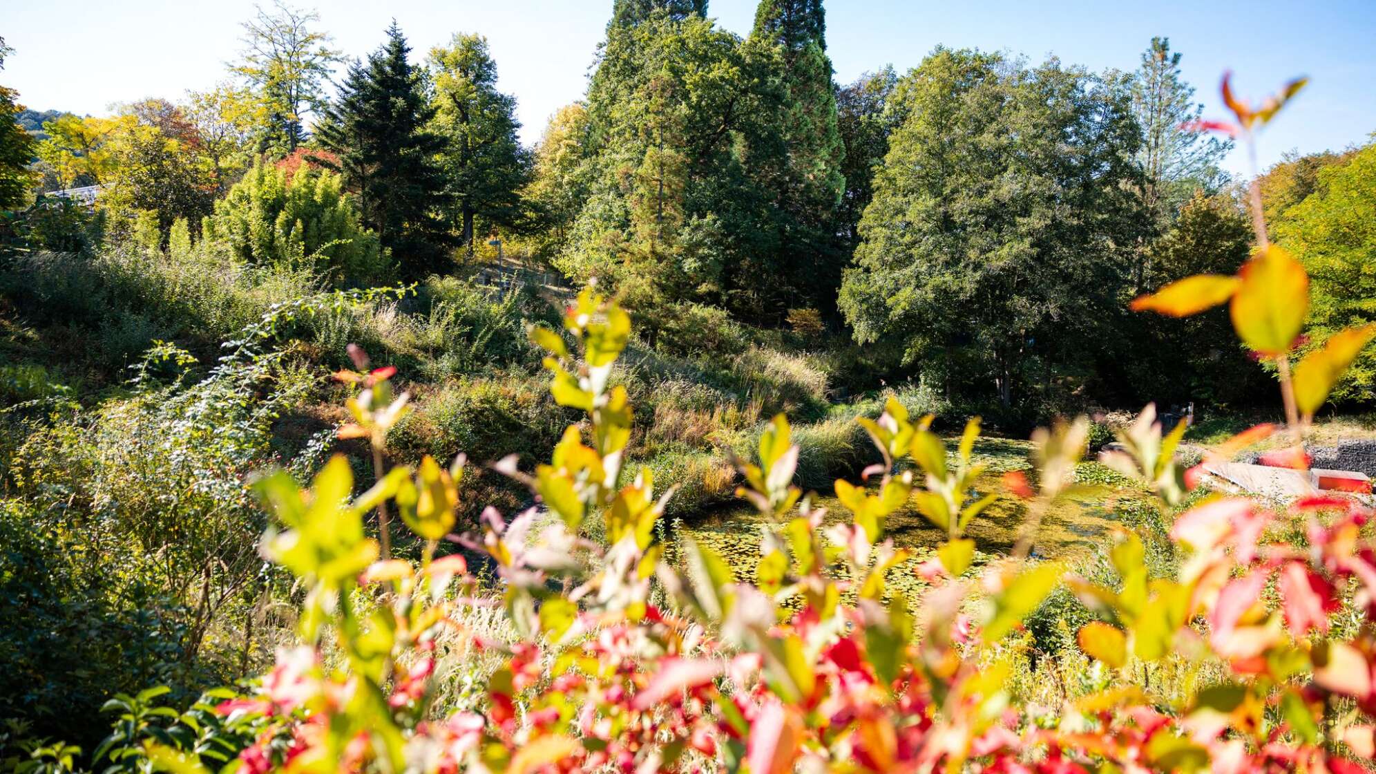 Herbst in Saarland