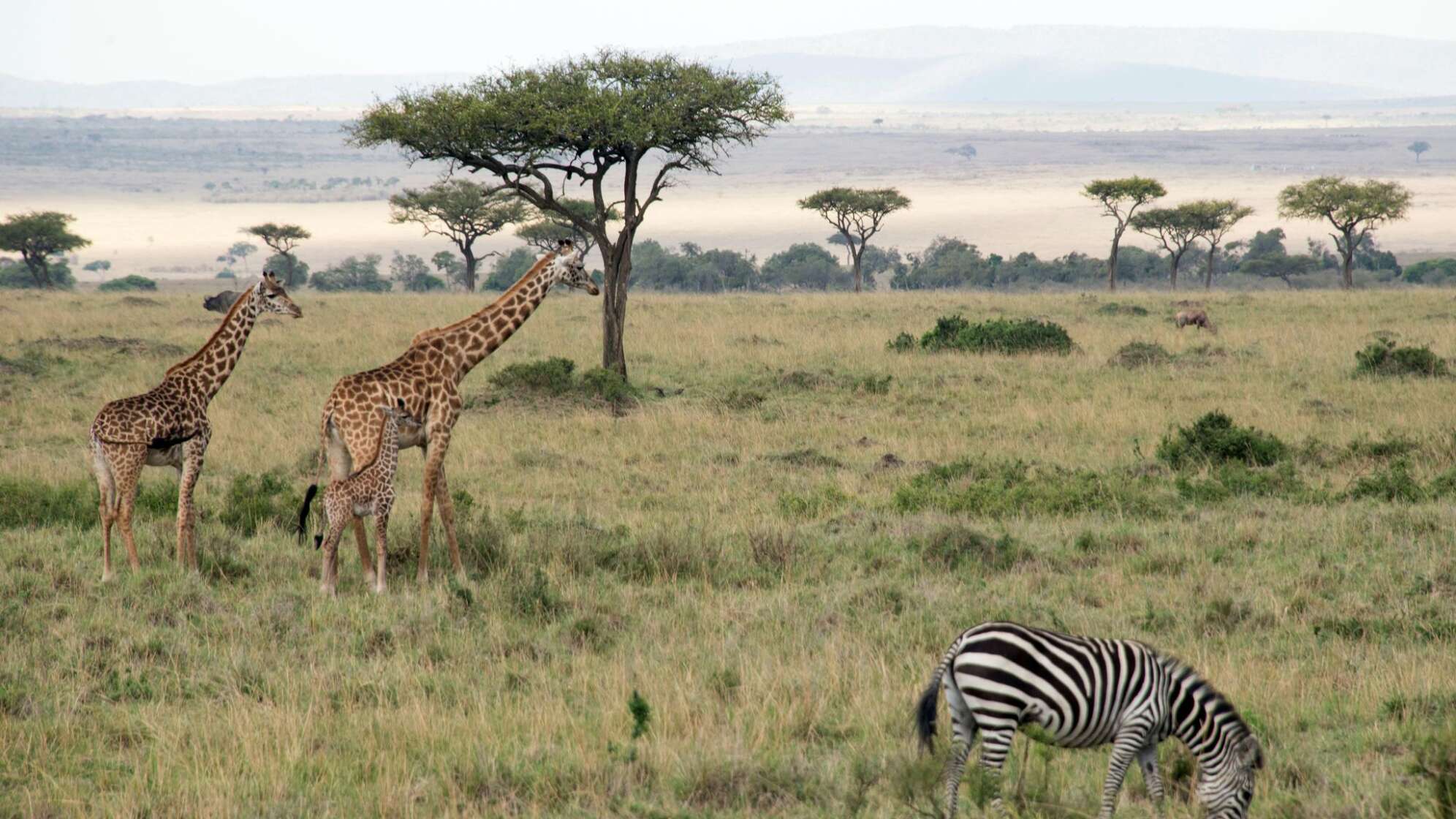 Zebras und Giraffen grasen in einem Nationalpark.