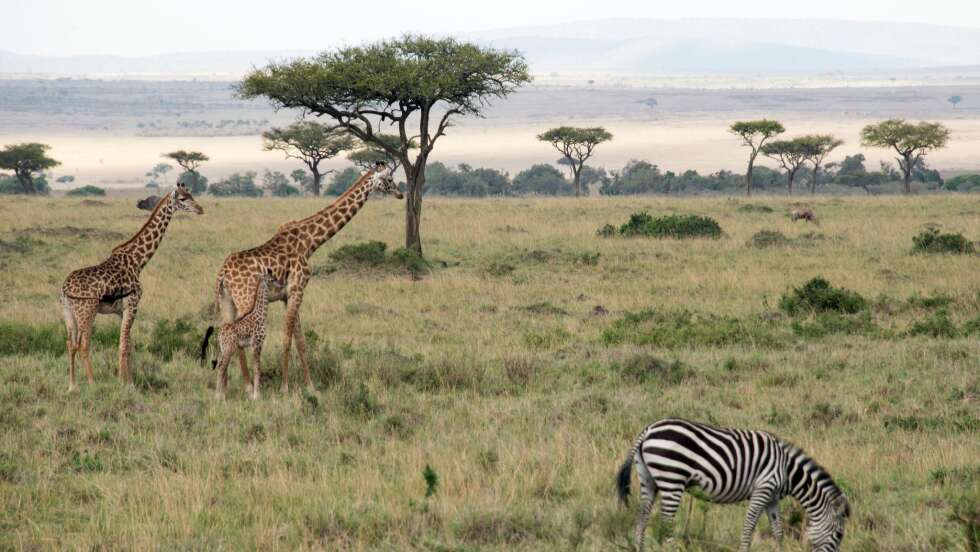 Safari-Flieger rammt Zebra – Notlandung am Kilimandscharo